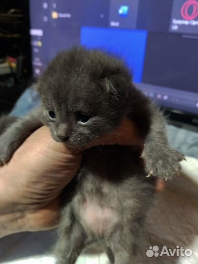 Котята по рублю, родились 7 октября