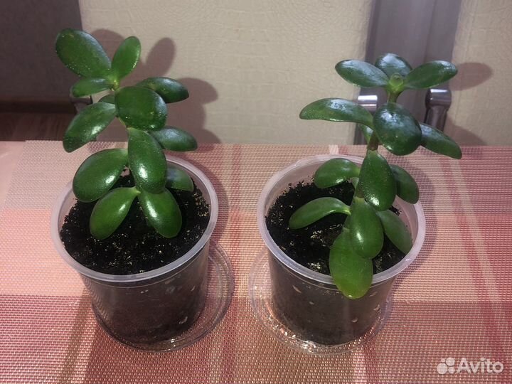 Толстянка, денежное дерево