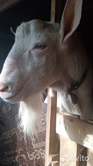 Козел на вязку