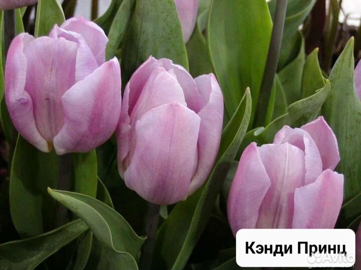 Луковицы тюльпанов