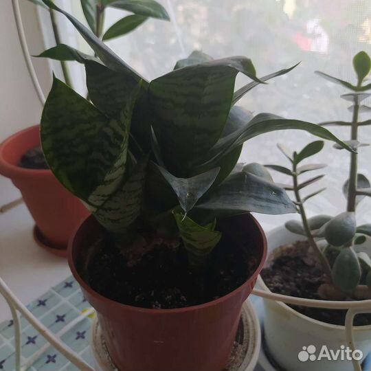 Комнатные цветы