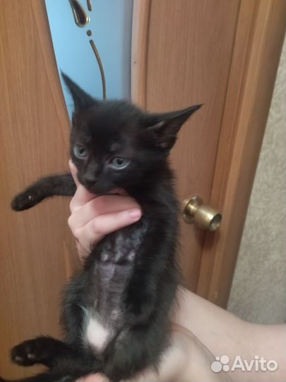 Котята сфинкс