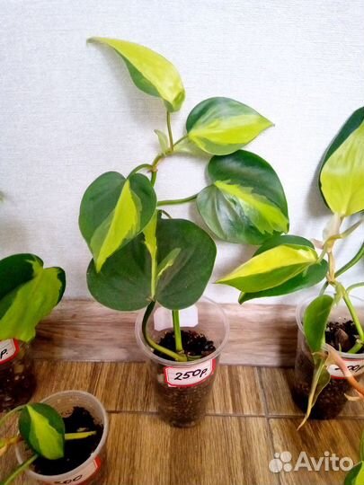 Филодендрон Сканденс Бразил, Эпипремнум Неон