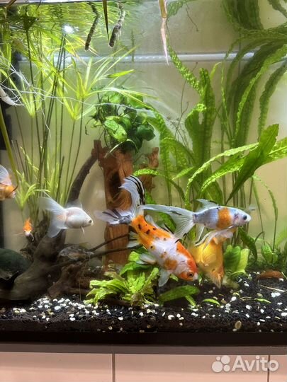 Золотые рыбки