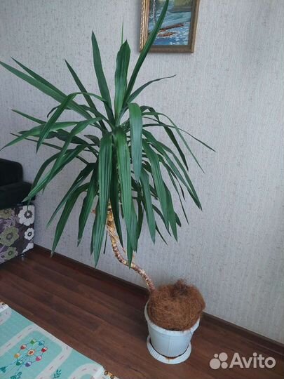 Пальма юкка