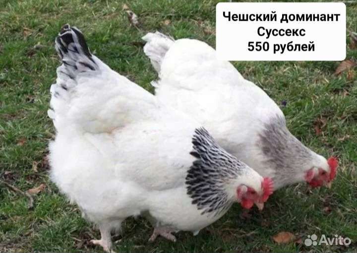 Куры-молодки.Несушки.Добрая птица