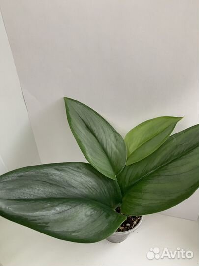 Сциндаптус мунлайт