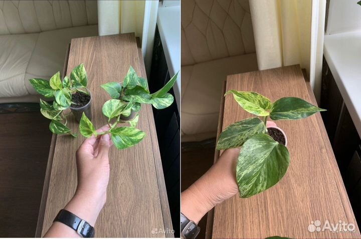 Маранта, хлорофитум, Голден, Пиктус, Марбл Квин