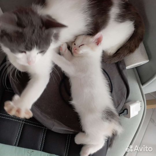 Кошка