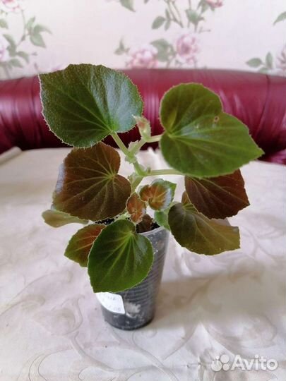 Бегонии, Каланхое махровая, Кампанулла жених махр