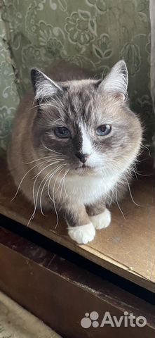 Кошки в добрые руки