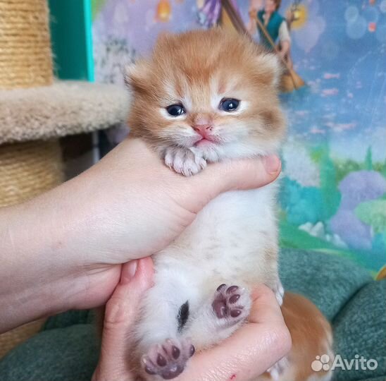 Золотая шиншилла