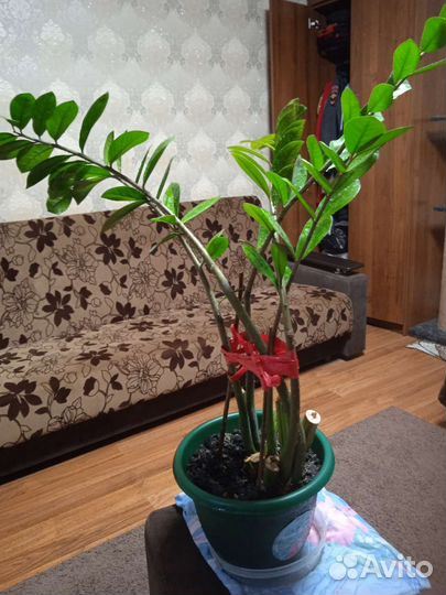 Замиокулькас