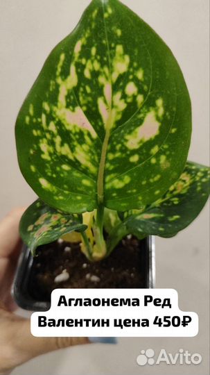 Комнатные растения