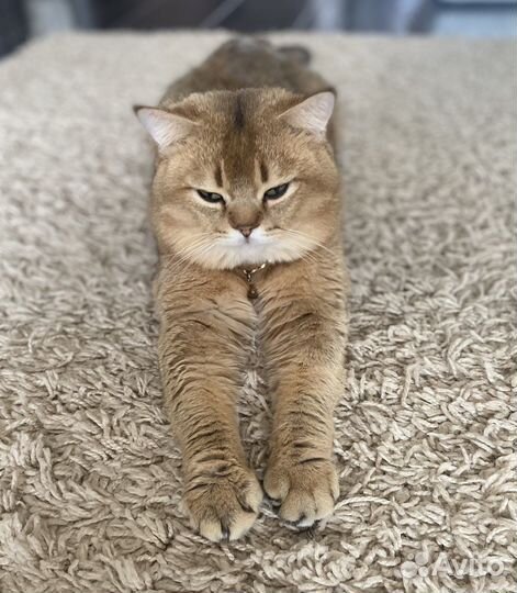 Кот шотландец