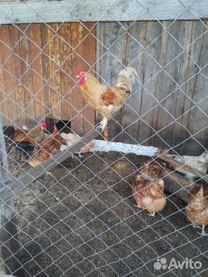 Продам петухов года ещё нет