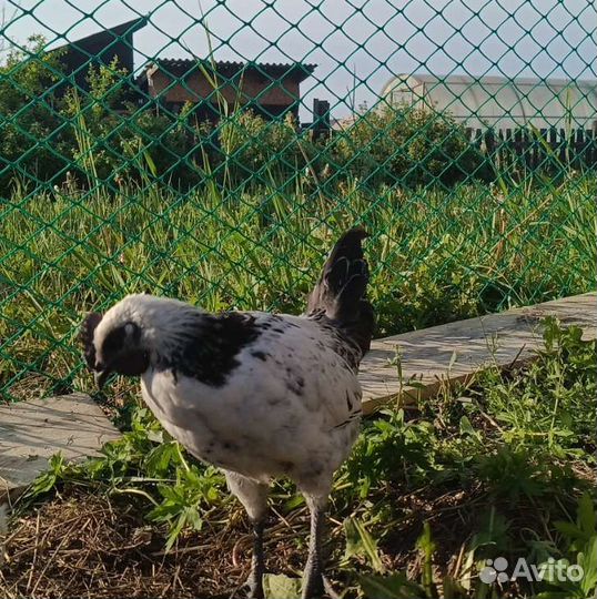 Петушки Лакеданзи