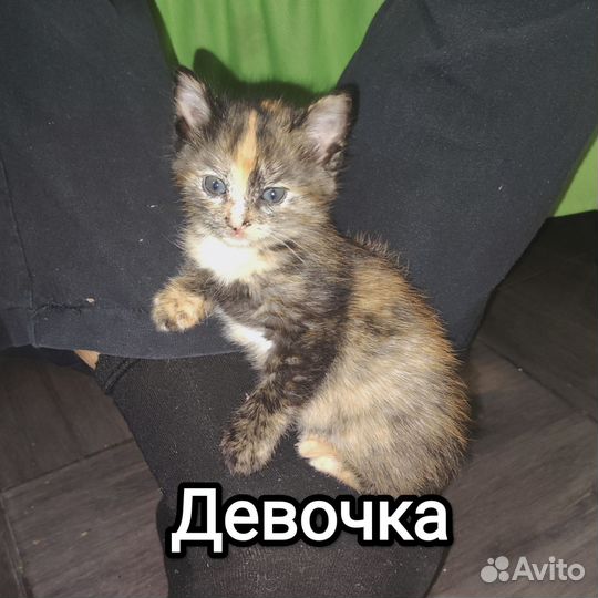 Отдам в добрые руки милейших котят