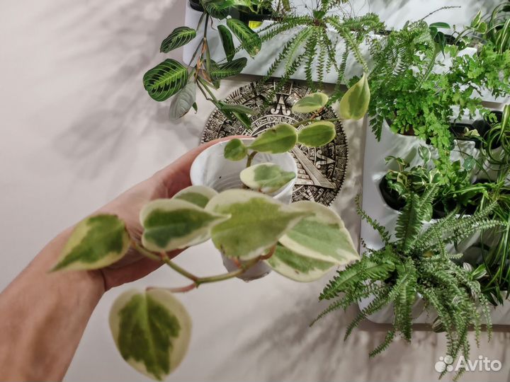 Пеперомия сканденс вариегата