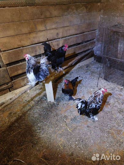 Петушки Бентамки