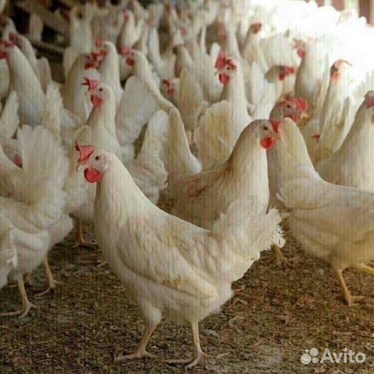 Куры молодки