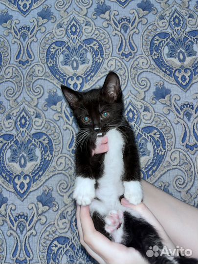 Кошки в добрые руки бесплатно