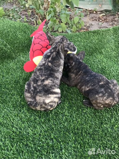 Щенки французского бульдога