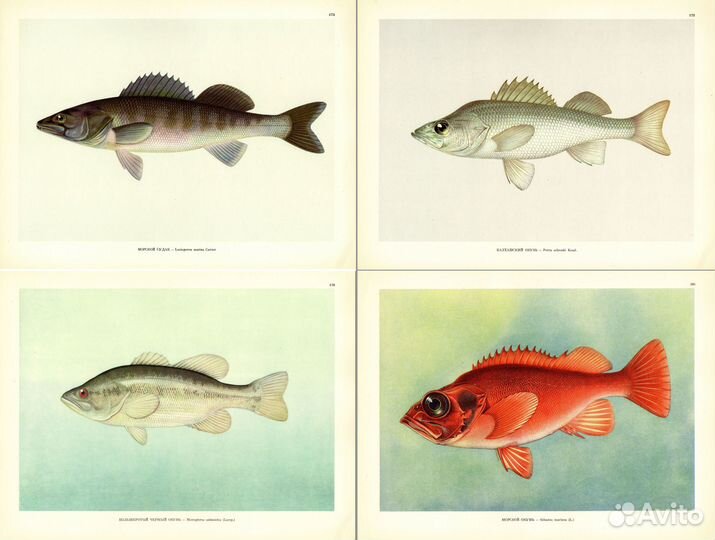 Литографии. Большие. Рыбы. Часть 3