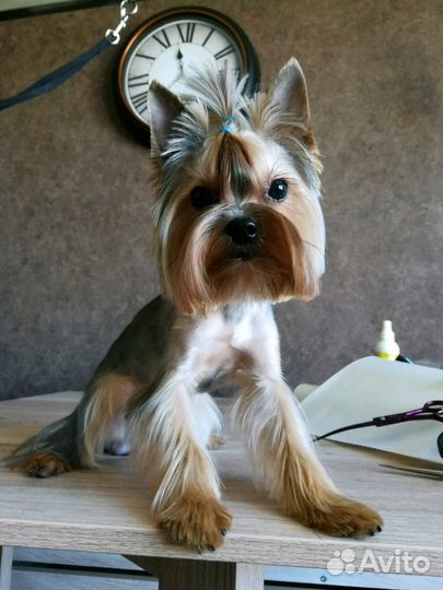 Стрижка собак и кошек (без наркоза)