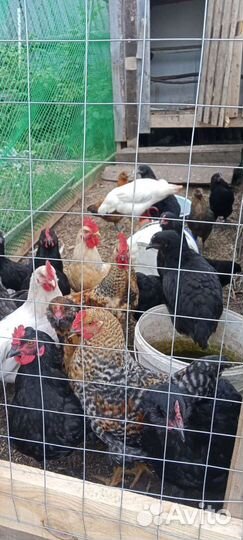 Куры молодки несушки