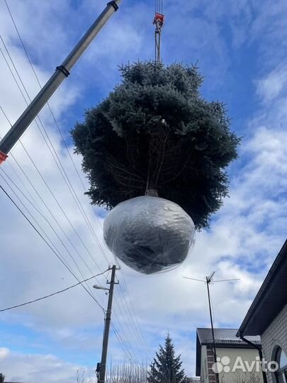 Ель Голубая колючая, крупномер