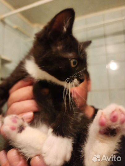 Котёнок черно-белый 2 месяца