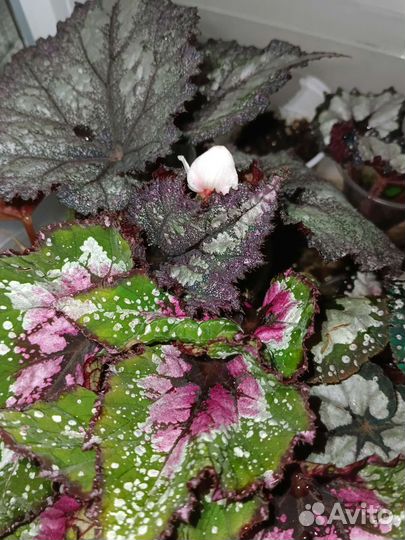 Бегония декоративно лиственная почтой