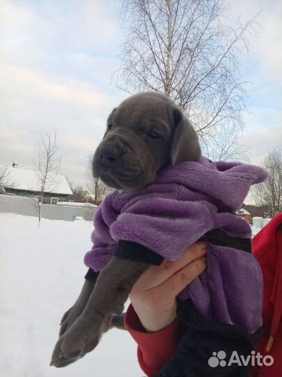 Щенок немецкого дога полностью голубого окраса