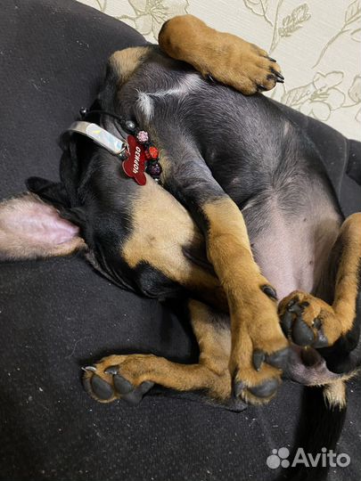 Собака в добрые руки