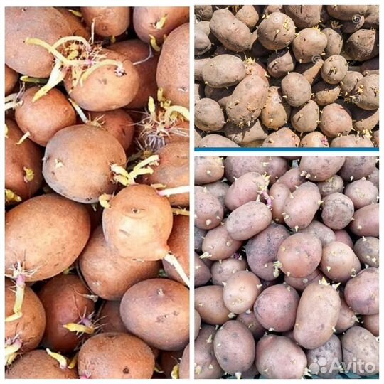 Продам картофель семейной с доставкой