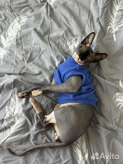 Донской сфинкс ищем невесту