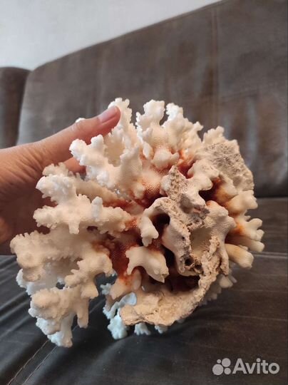 Живые кораллы