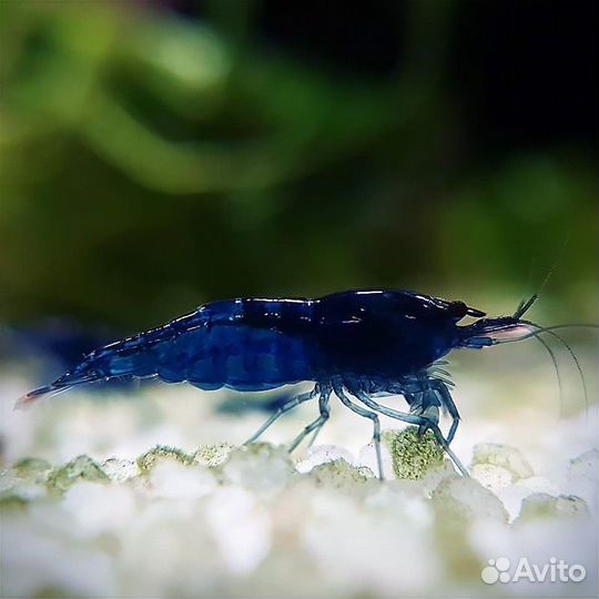 Аквариумные рыбки, улитки