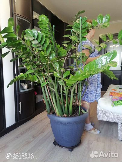 Замиокулькас