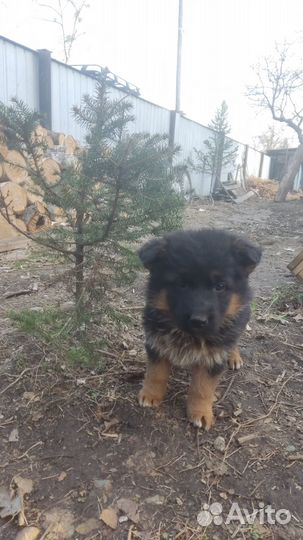 Щенки немецкой овчарки