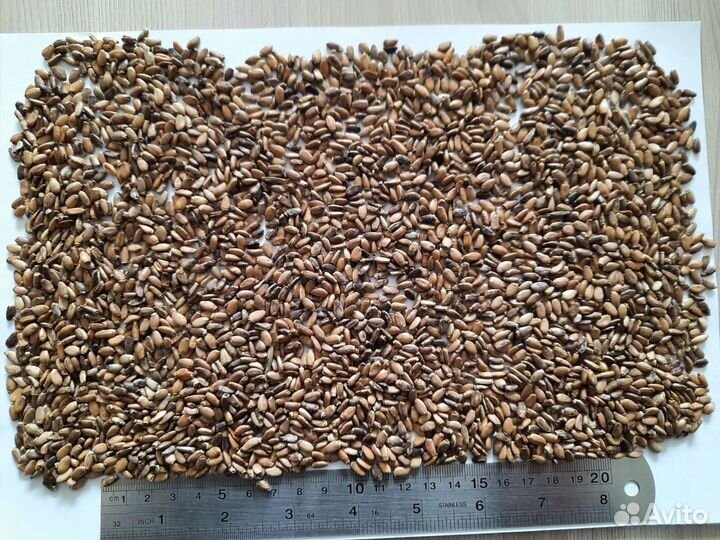 Расторопша Семена расторопши