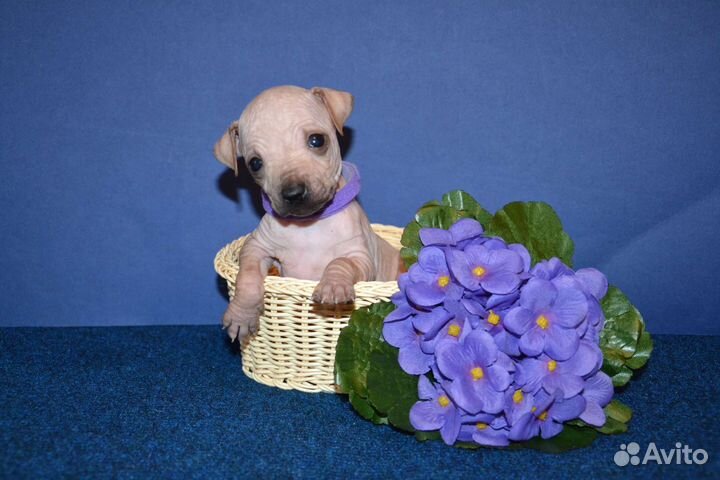 Агт - щенки американского голого терьера