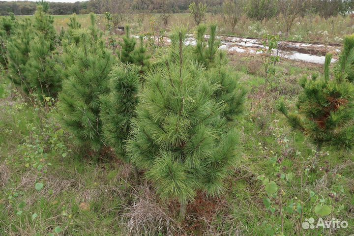 Саженцы кедра