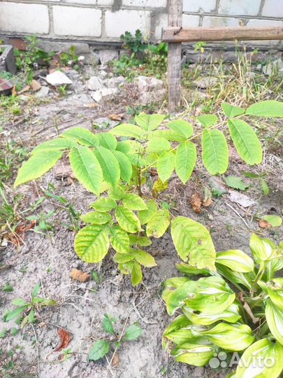 Маньчжурский орех