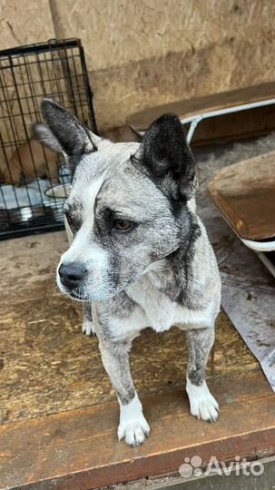 Собака в добрые руки