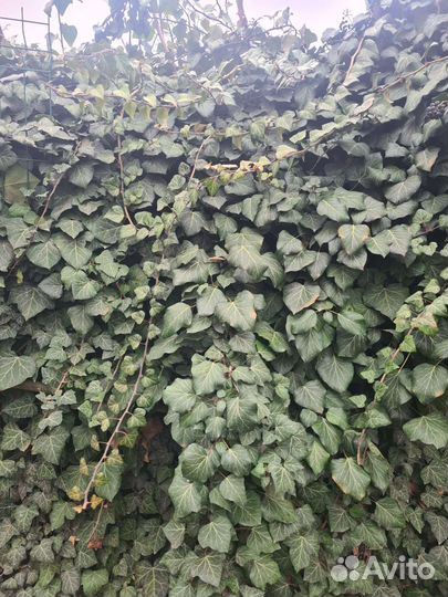 Плющ европейский (хедра),чайная роза