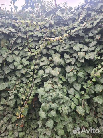 Плющ европейский (хедра),чайная роза