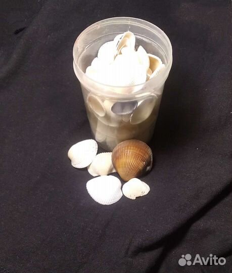 Морские ракушки раковины.Для изготовления подделок