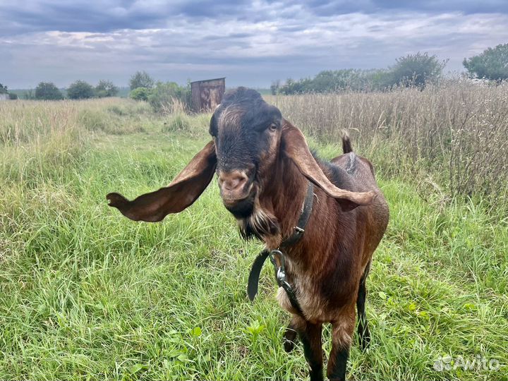 Козел на вязку нубо-каморик